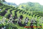 森焱農副產品 自然與品質的視覺詩篇